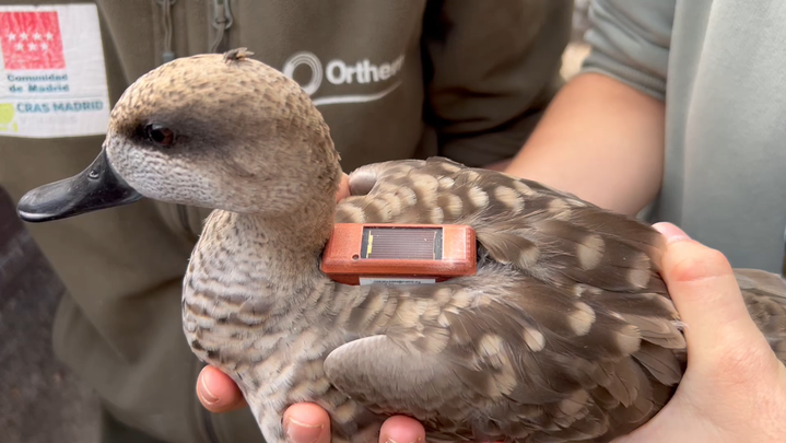 Cerceta pardila con un dispositvo GPS / COMUNIDAD DE MADRID
