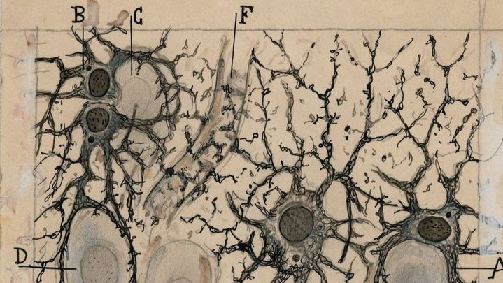 Dibujos de neuronas de Santiago Ramón y Cajal / CSIC