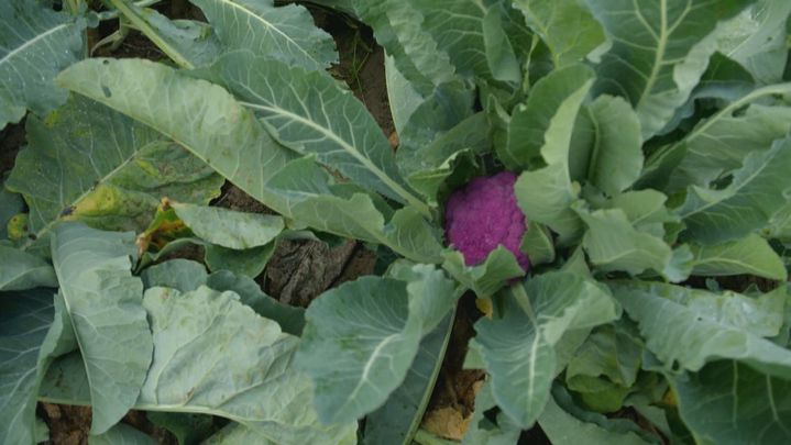 Coliflor / REDACCION