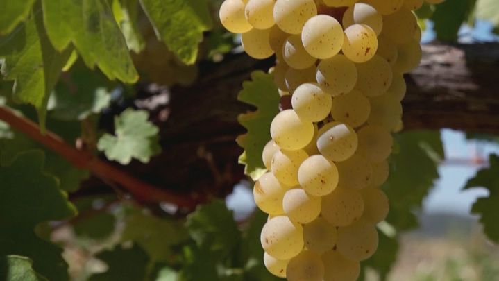 Uvas de Madrid / REDACCION