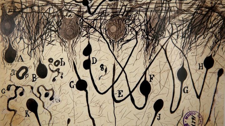 Grabado sobre neuronas de Santiago Ramón y Cajal / UNIVERSIADAD DE NAVARRA/EUROPA PRESS