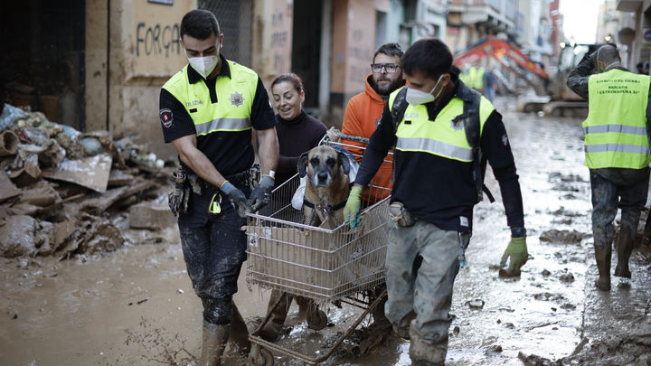 Un "ejército" solidario cuida a animales afectados  por la DANA: rescatan a más de 400 en una semana / EUROPA PRESS