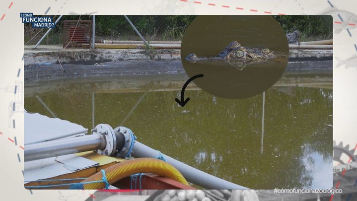 Rescate del cocodrilo del zoo / Redacción