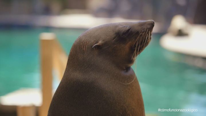 Oso marino / Redacción