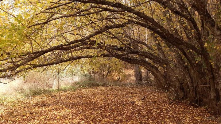 Avellanos junto al río de La Puebla / P.O.