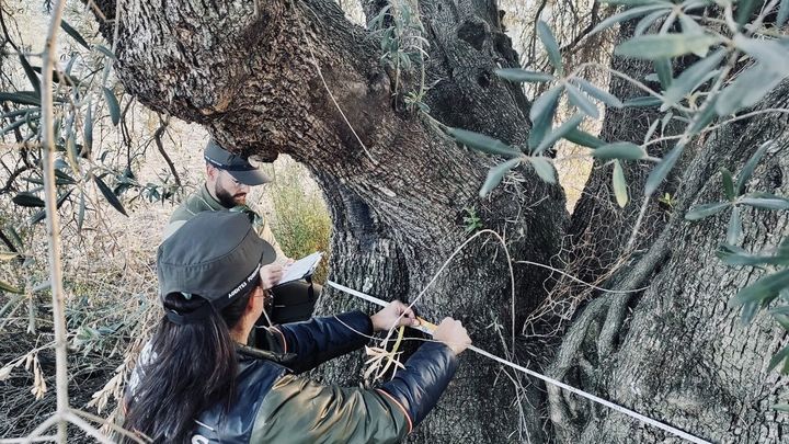 Agentes forestales miden un olivo de gran tamaño en Campo Real / 112CMADRID