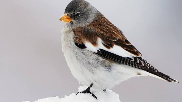 GORRION ALPINO / SEO BIRLIFE