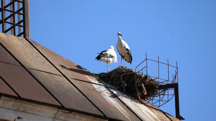 Cigüeñas anidadas en un soporte artificial / AYTO ALCALÁ DE HENARES