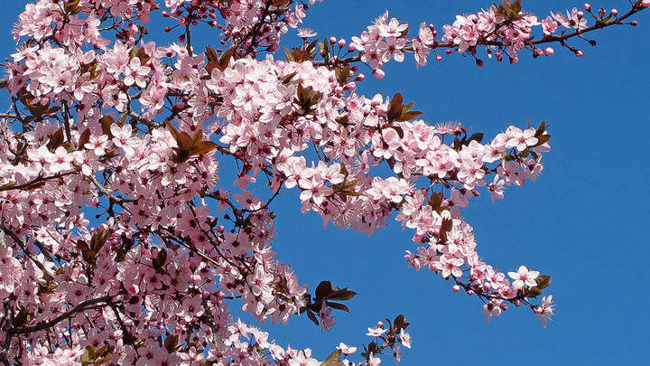 la Senda Botánica es un recorrido de 4 kilómetros / AYTO. MADRID
