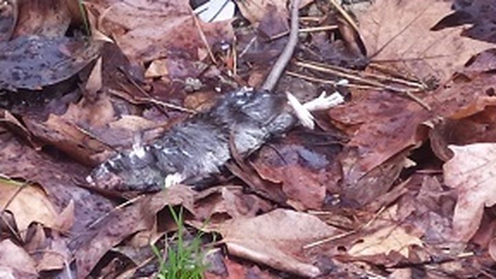 Rata muerta en el parque de la calle Puerto de Béjar / Asociación Vecinal Nuevo Legazpi
