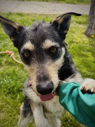 'Melón', con uno de los cuidadores / AYTO ALCORCÓN