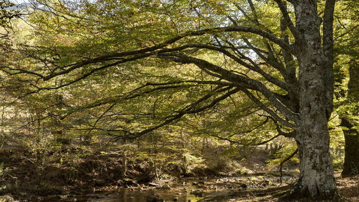 Hayedo de Montejo de la Sierra / Comunidad de Madrid