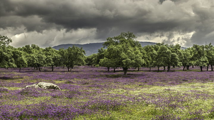 Dehesa de Guadarrama / Javier Sánchez