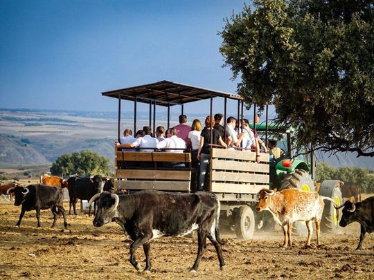 Recorrido por unas de las fincas de ganado de lidia / GANADERIA SAN ISIDRO / COMUNIDAD DE MADRID