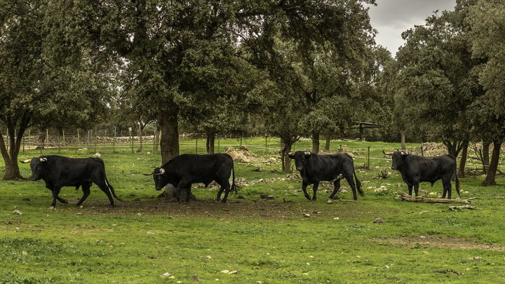 Reses en una dehesa de la sierra de Guadarrama / GANADERIA EL RETAMAR / COMUNIDAD DE MADRID