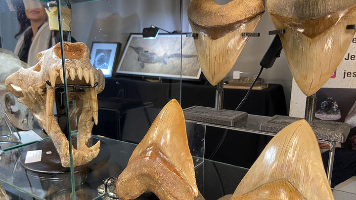 Feria Natura 2025 / TELEMADRID