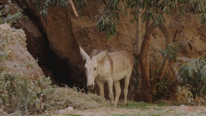 burro / REDACCIÓN