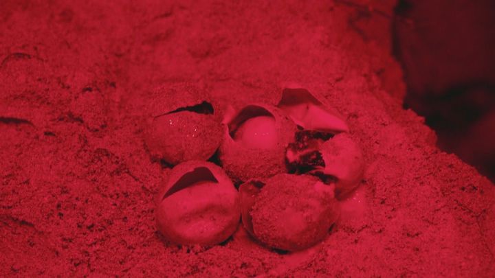 Tortugas / TELEMADRID