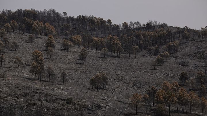 Incendio La Mierla / EUROPA PRESS