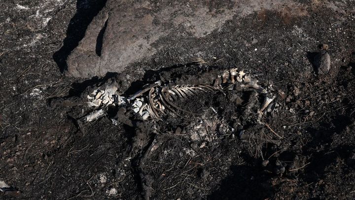 Restos de un animal calcinado tras el paso de las llamas por Chapinería / EUROPA PRESS