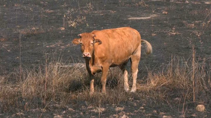 Una vaca en una zona arrasada por el fuego / TELEMADRID